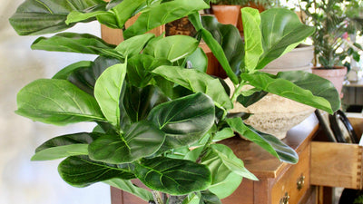 Sale Trees