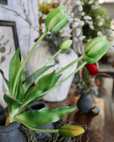 Green Tulip Bundle (5 Stems)