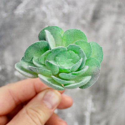 Assorted Mini Succulents