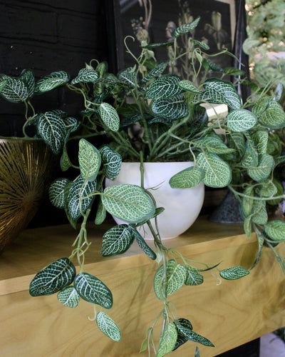 Potted Fittonia Bushes