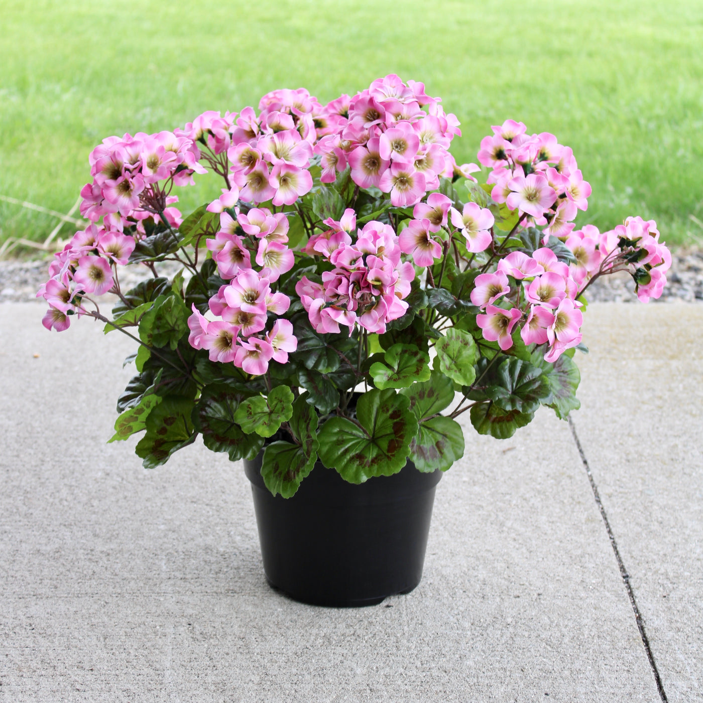 Geranium Drop-In Pink