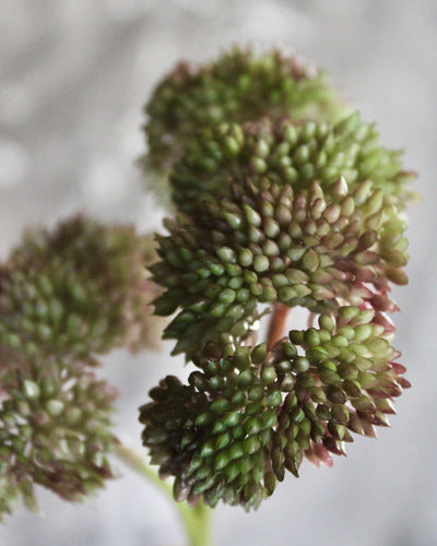 Mini Burgundy/Green Sedum