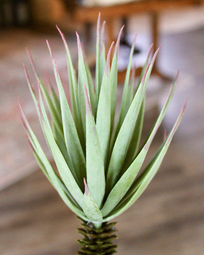 Desert Yucca