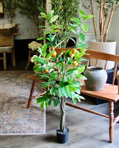 4’ Lemon Tree