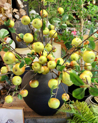 Apple Branch