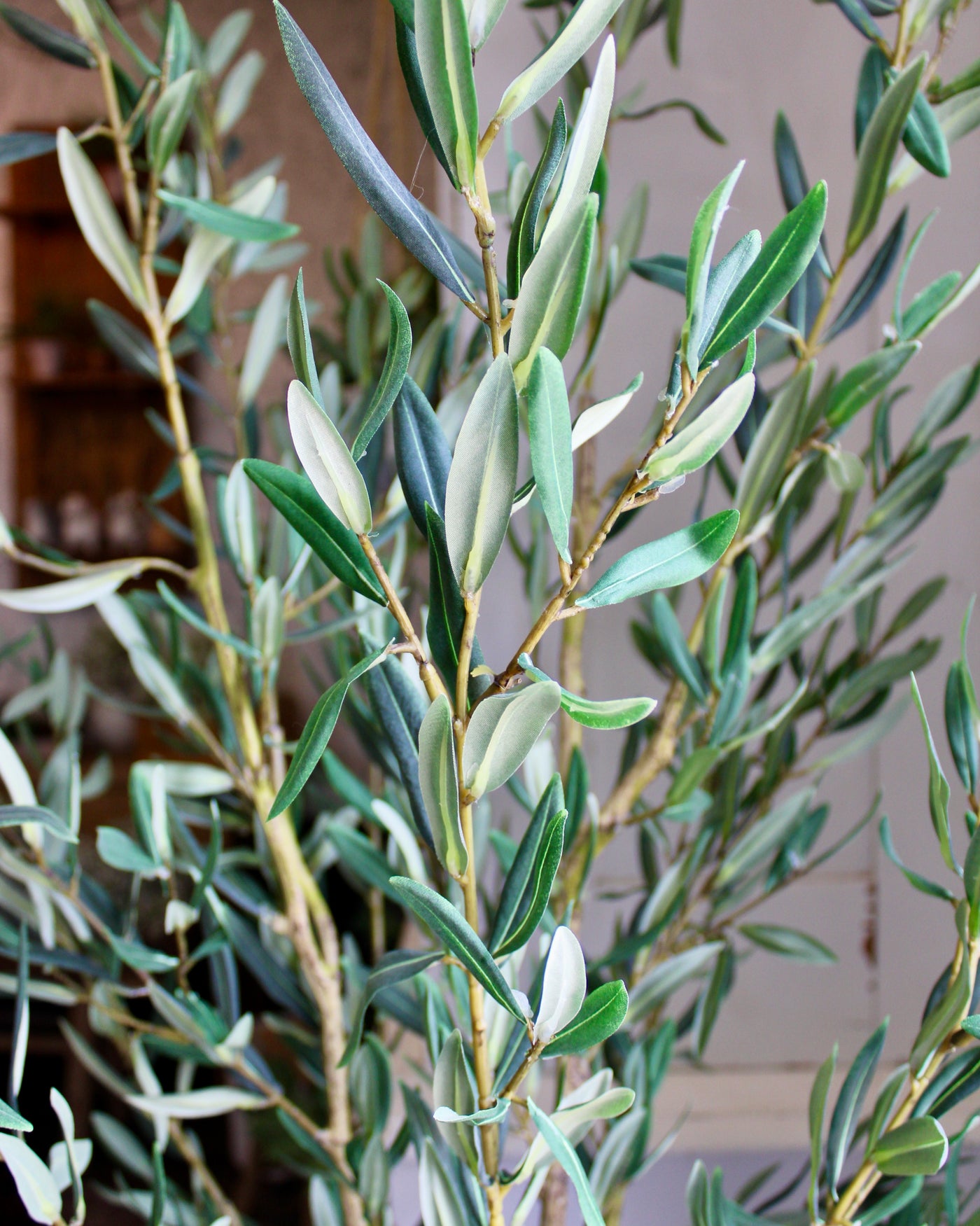 6.5’ Olive Tree