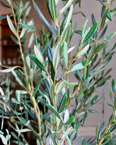 6.5’ Olive Tree