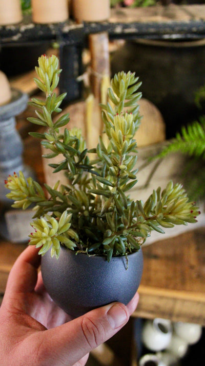 Potted Barberton Succulent