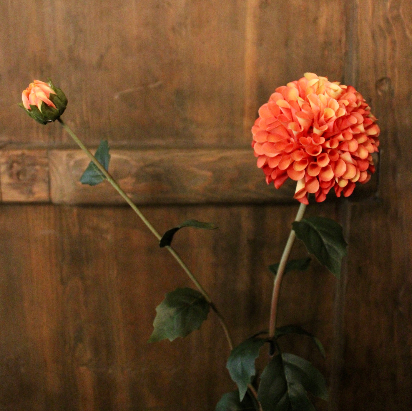 Orange Dahlia Stem