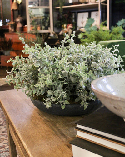 Tea Leaf Bush