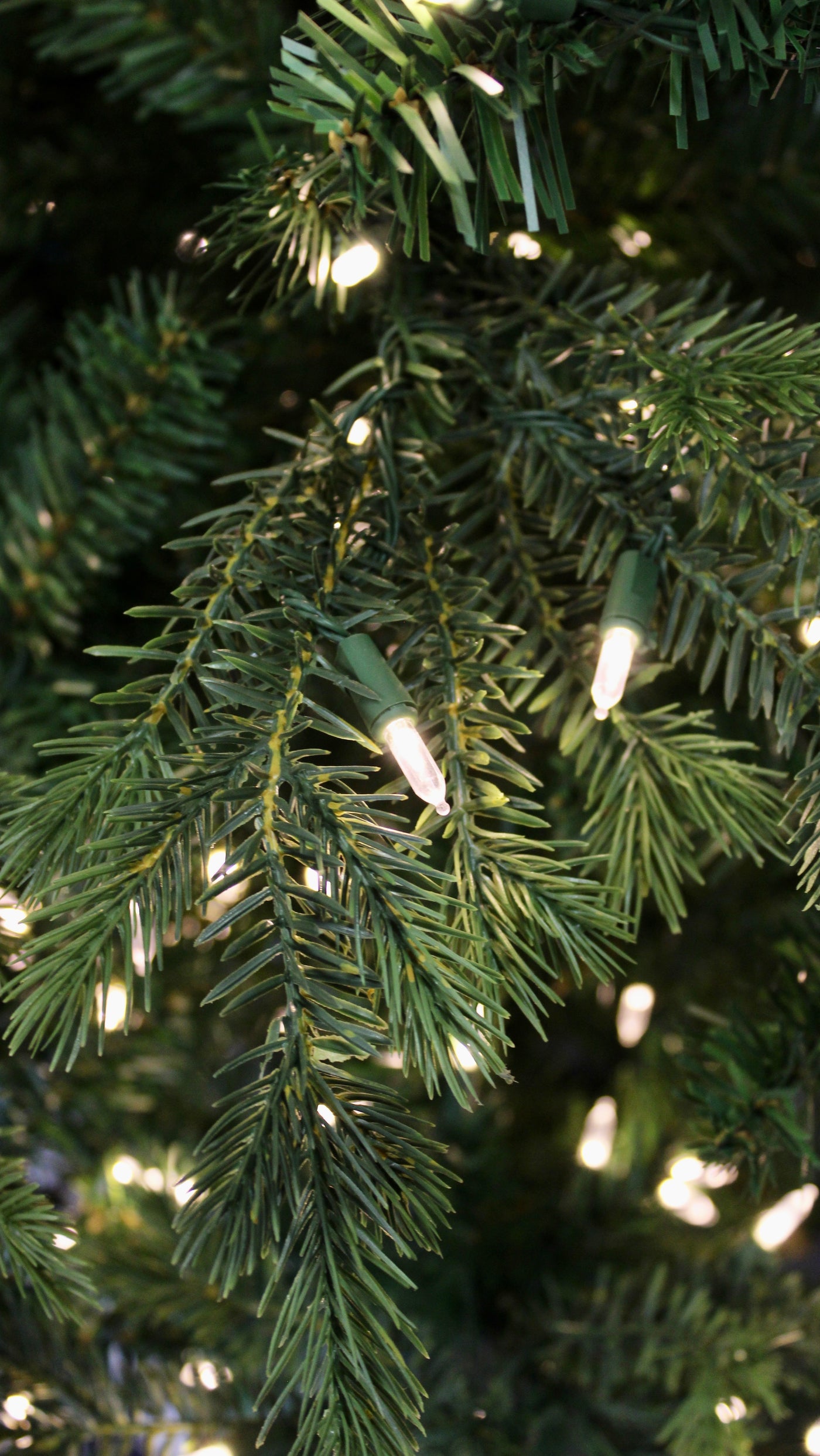 9' Fall River Spruce Tree