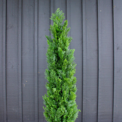 5’ Cedar