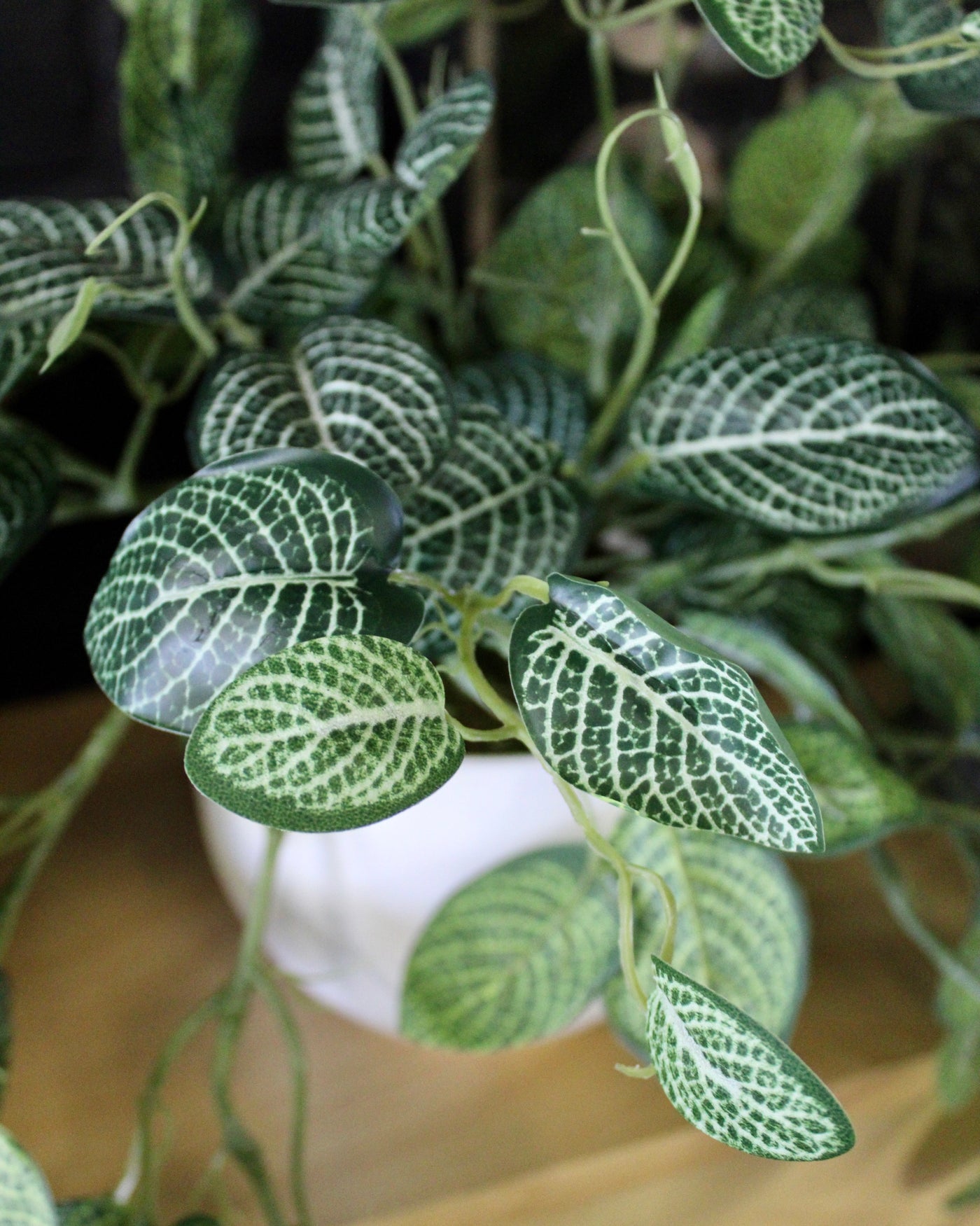 Potted Fittonia Bushes