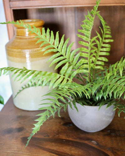 Boston Fern Bush