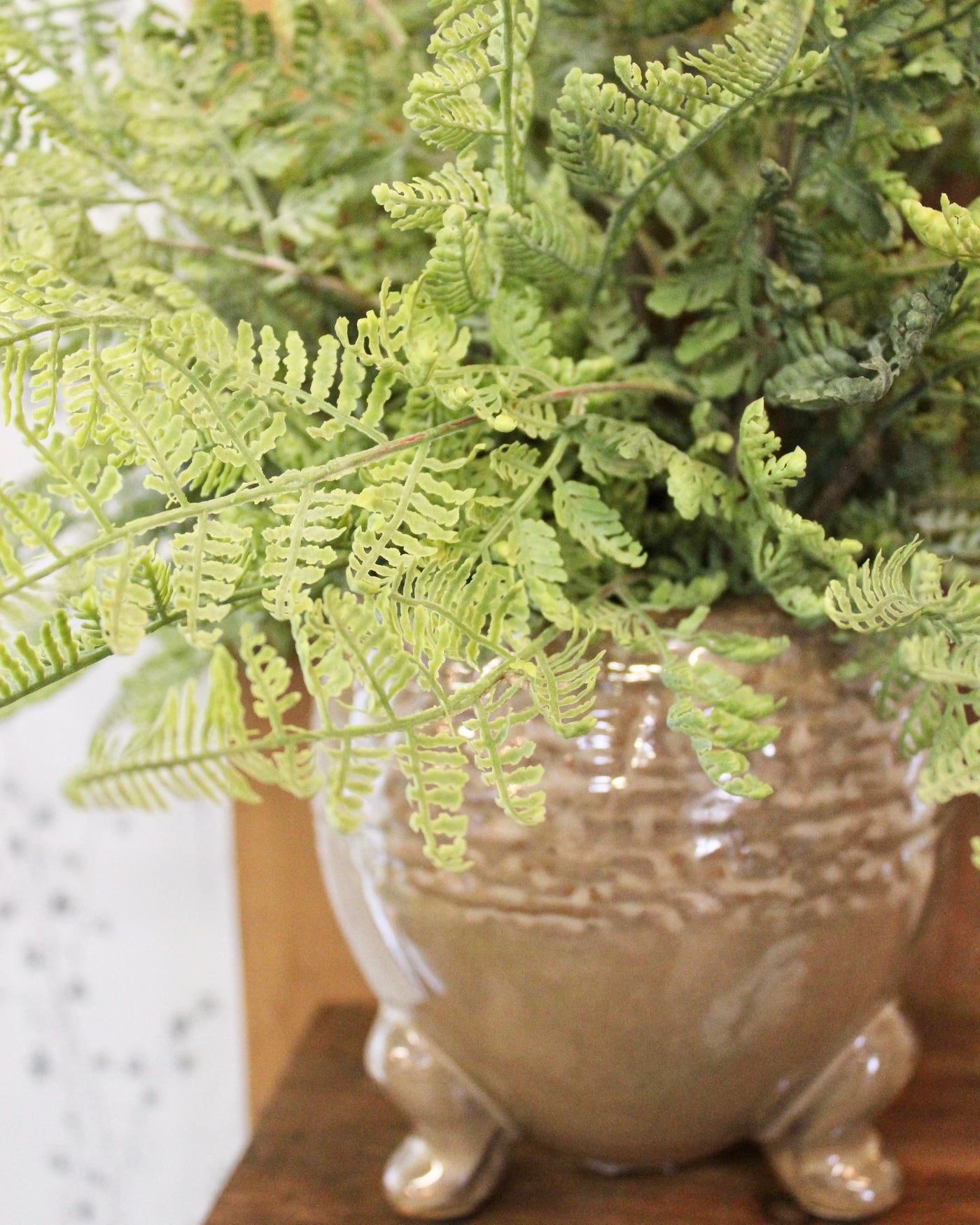 Potted Lace Fern