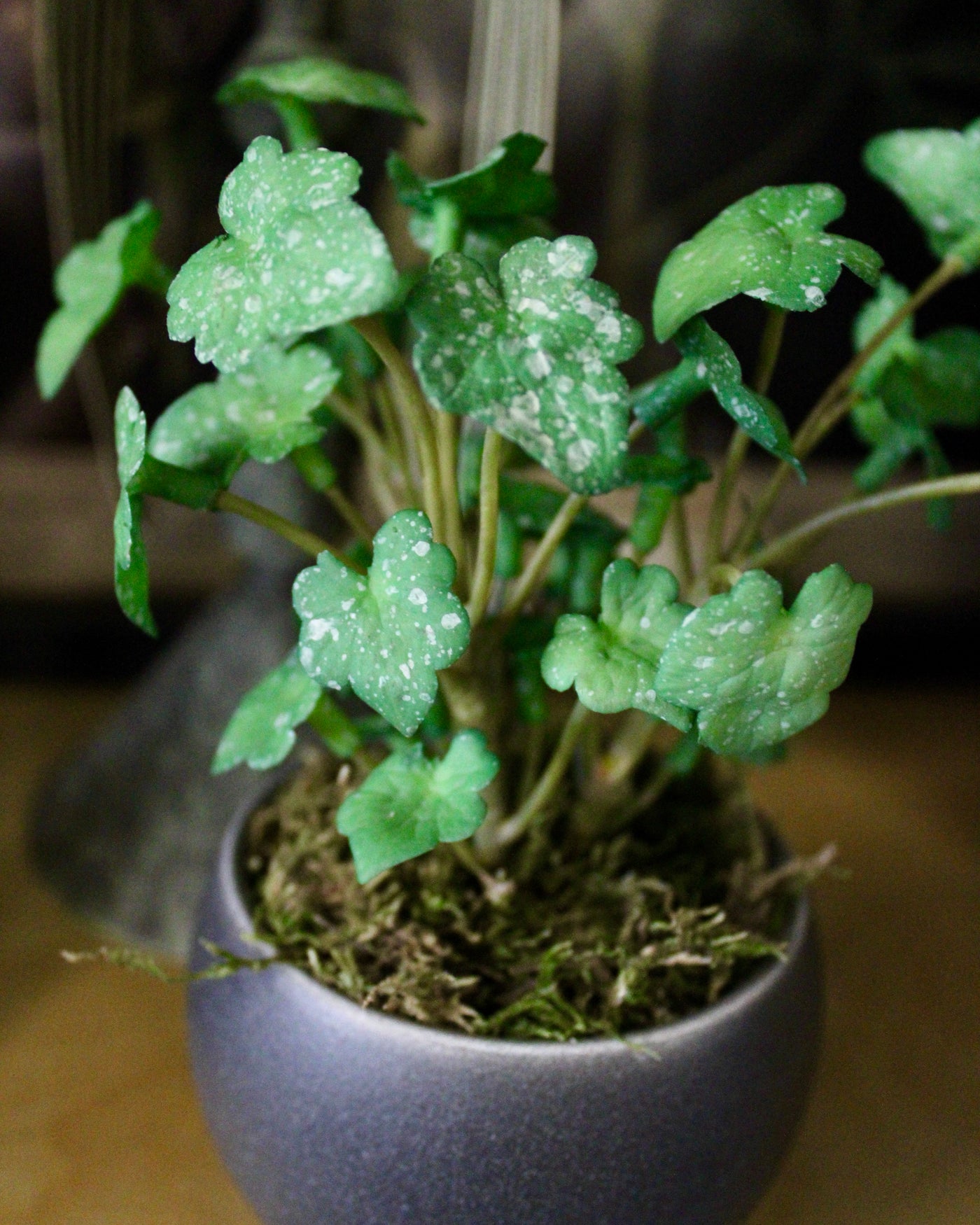 Potted Mini Ivy Sprigs