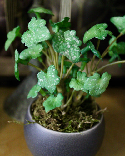 Potted Mini Ivy Sprigs