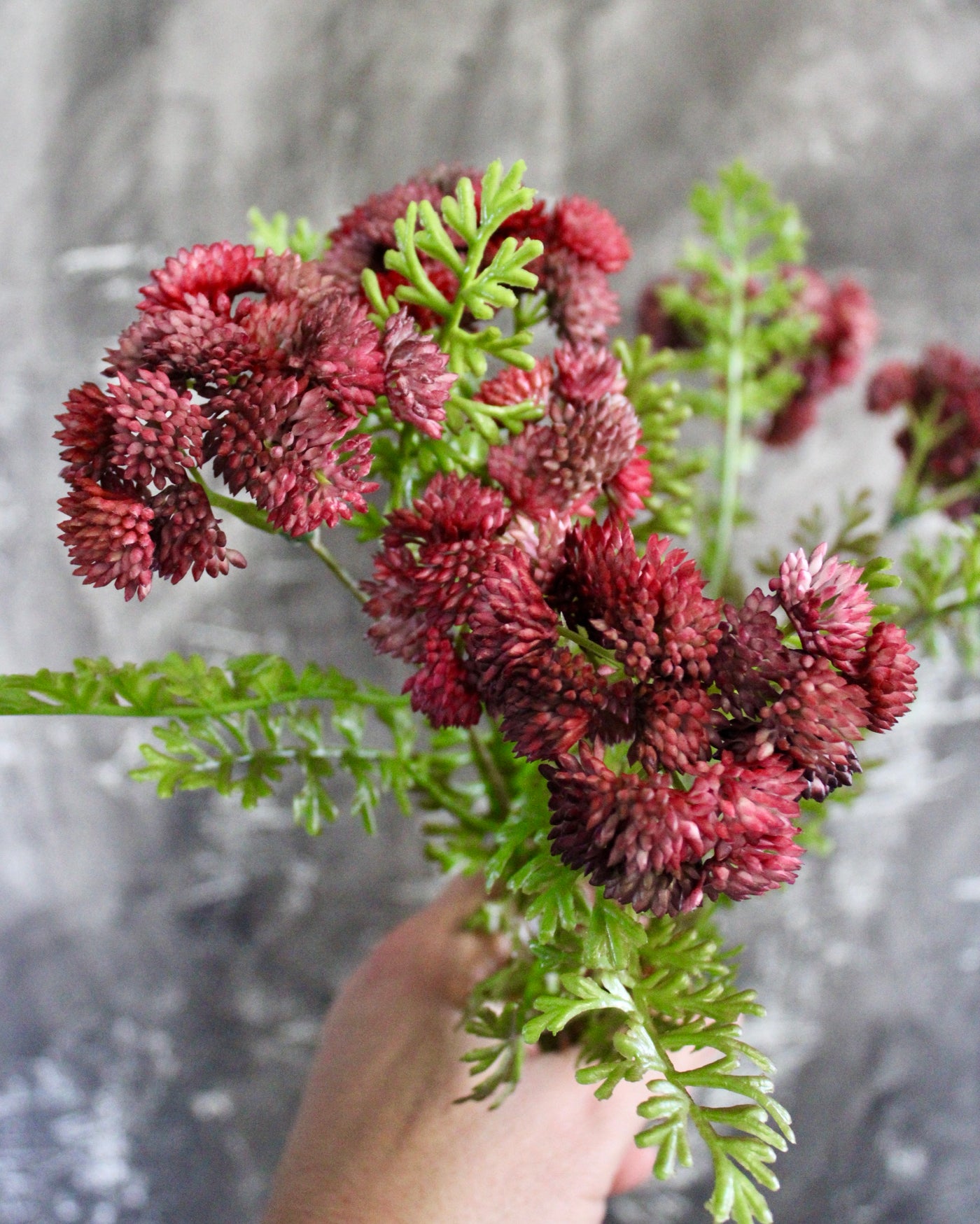 Burgundy/Mauve Sedum Bush