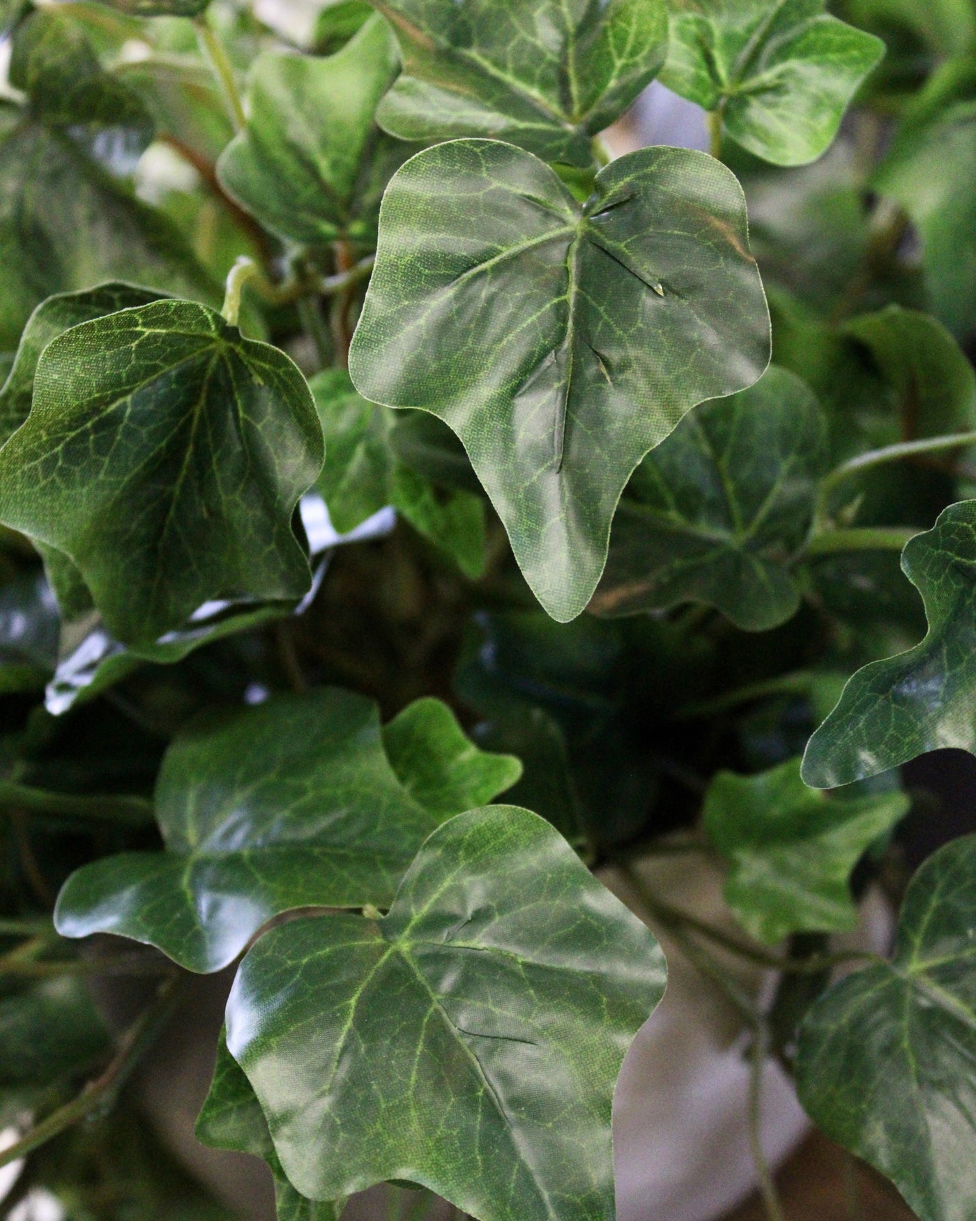 Potted Green Ivy