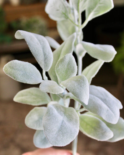 Lamb’s Ear Spray