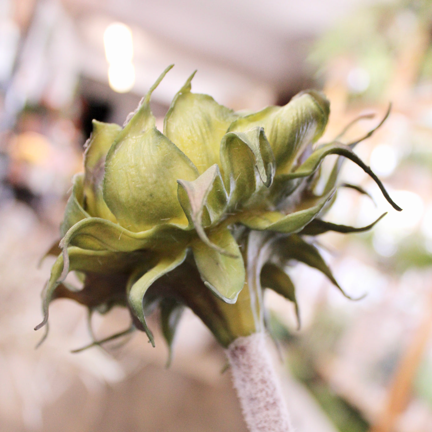 Yellow Sunflower Stem