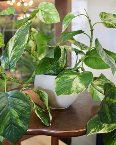 Potted Pothos Hanging Bush