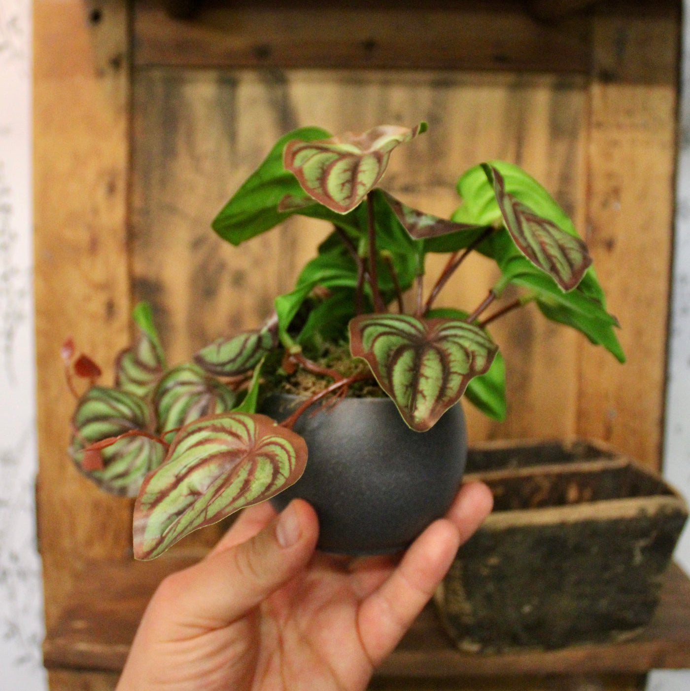 Potted Mini Watermelon Peperomia