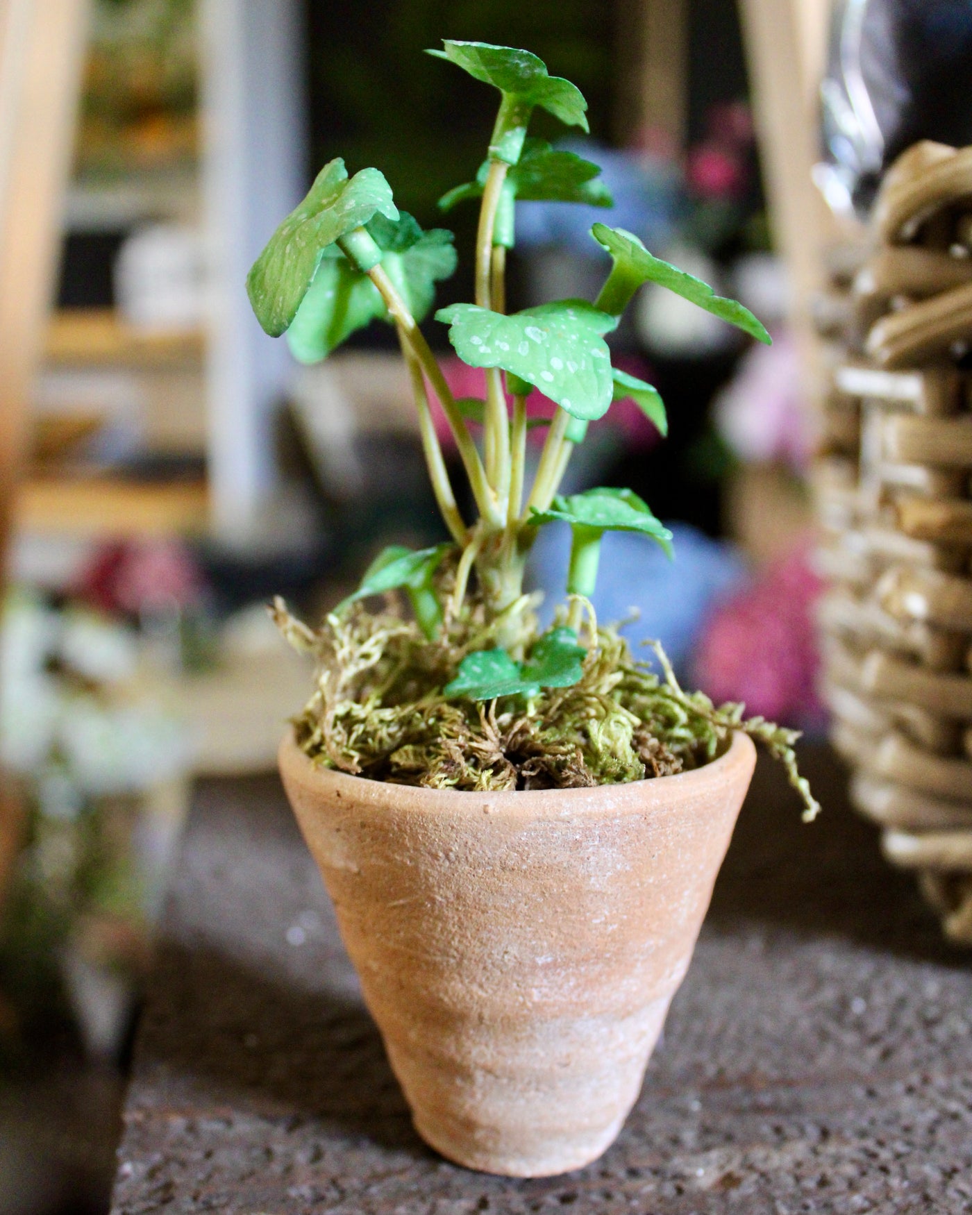 Potted Mini Ivy Sprig