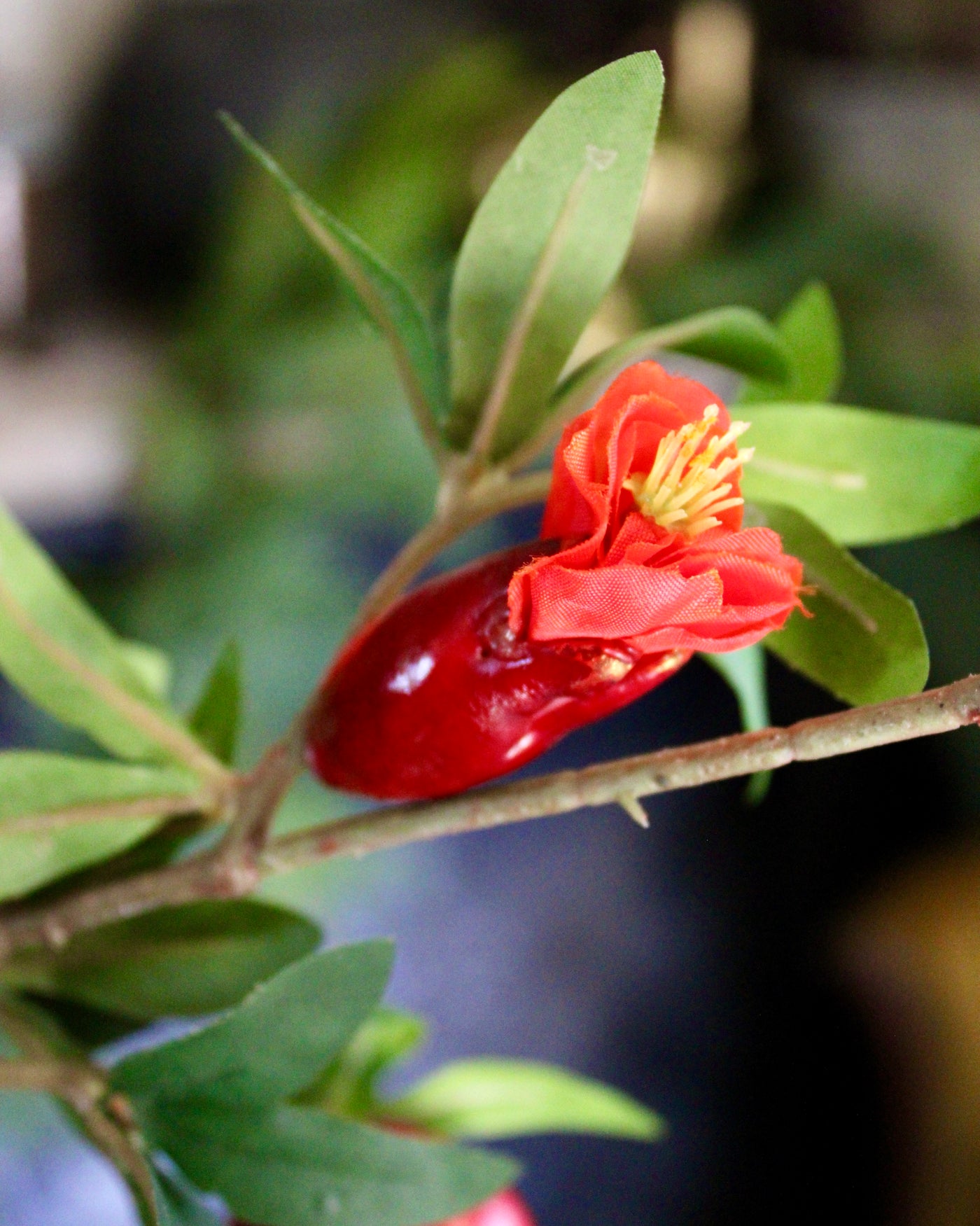 Pomegranate Branch