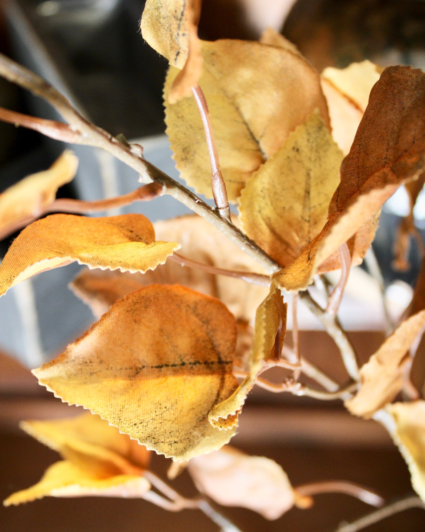 Beech Leaf Branch