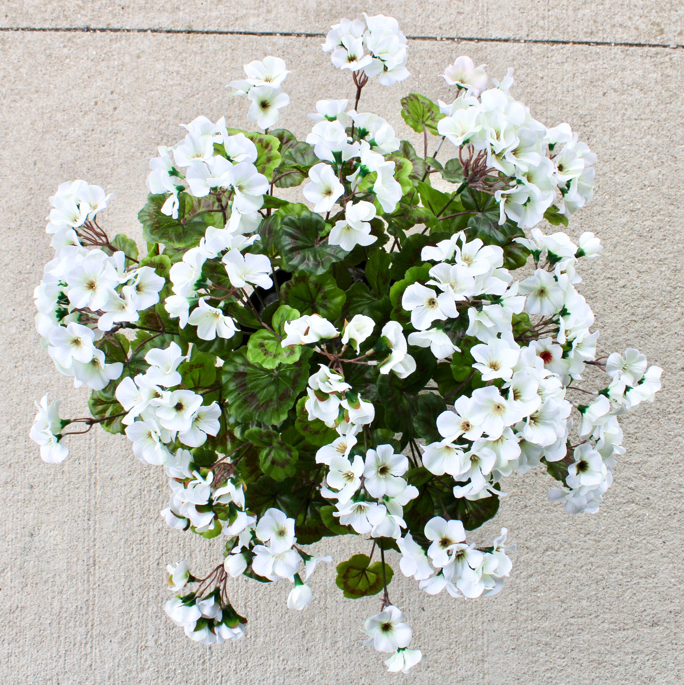 Geranium Drop-In White