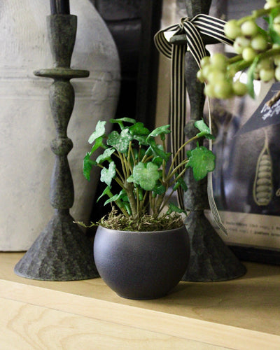 Potted Mini Ivy Sprigs