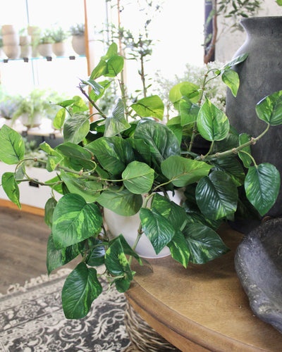 Potted Pothos Hanging Bush