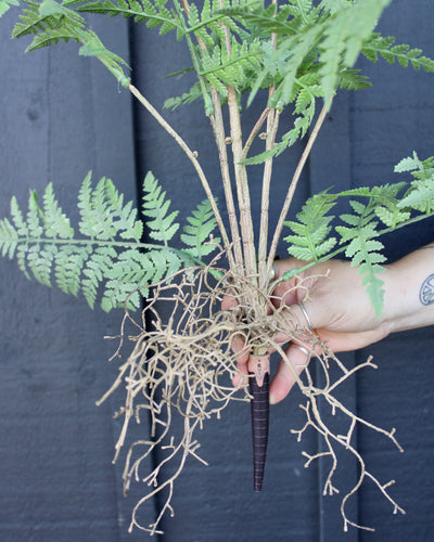 Australian Tree Fern Bush