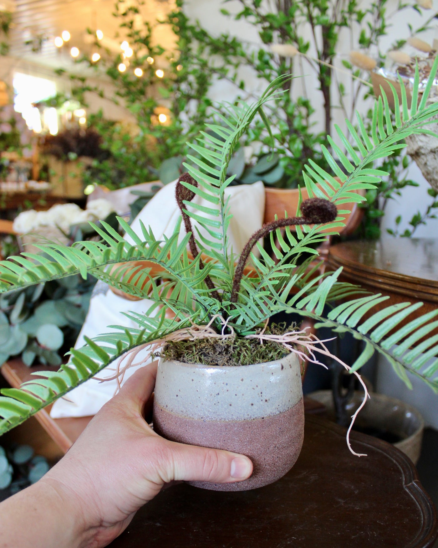 Potted Ostrich Fern