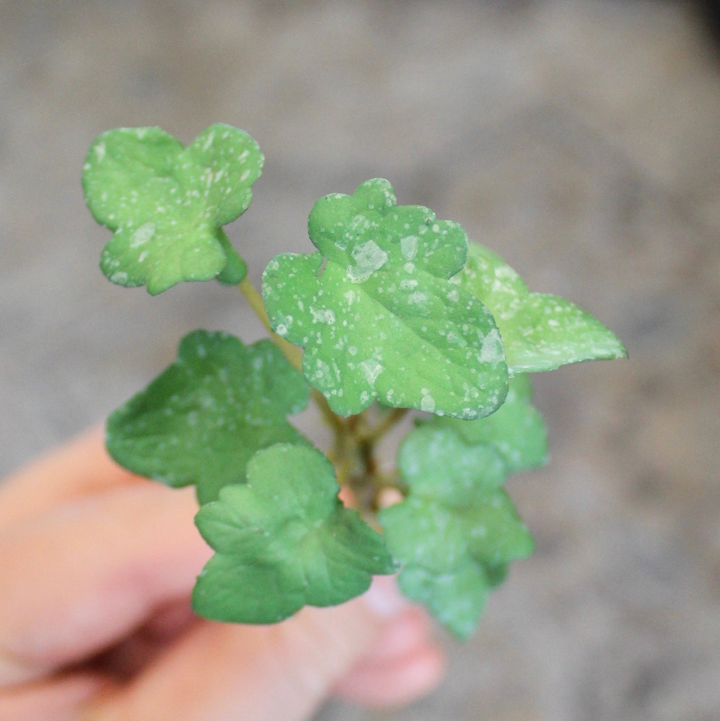 Mini Ivy Sprig