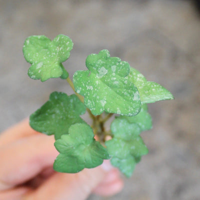 Mini Ivy Sprig