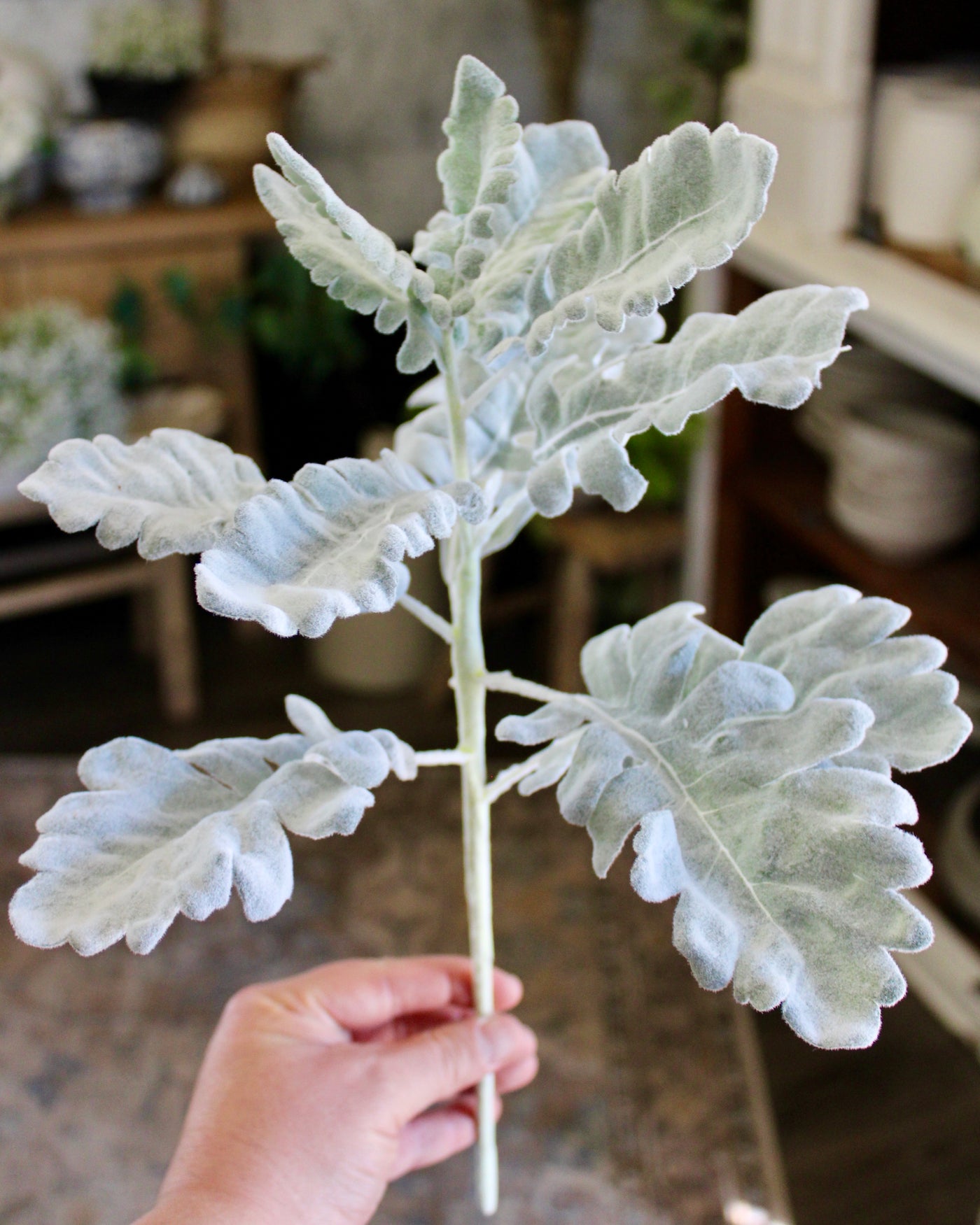 Dusty Miller Spray