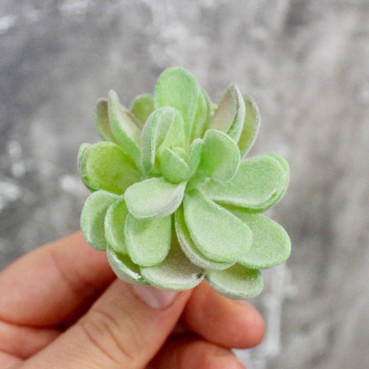 Assorted Mini Succulents