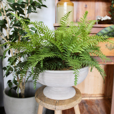Boston Fern Compote Vase