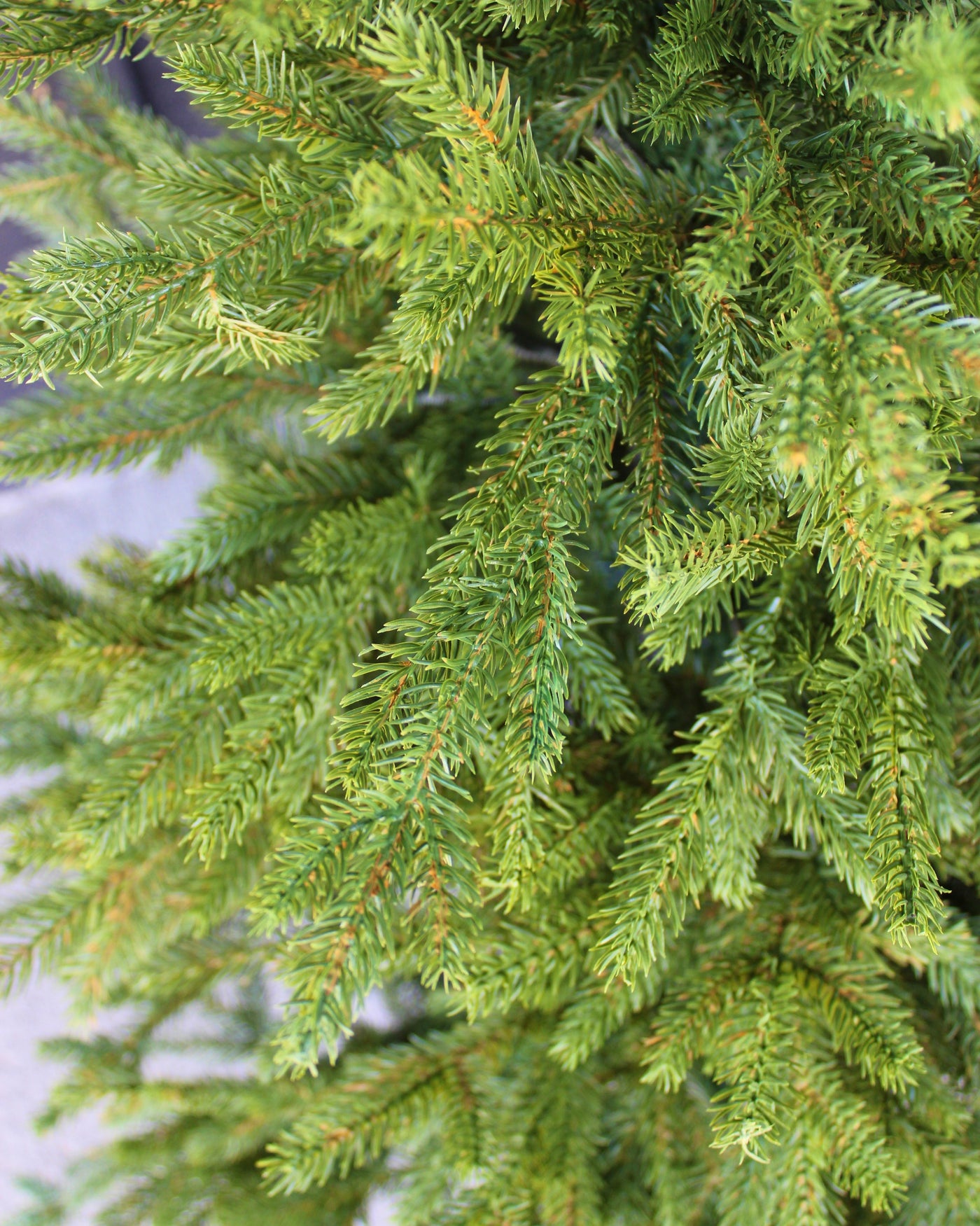 4’ Spruce Tree (Unit)