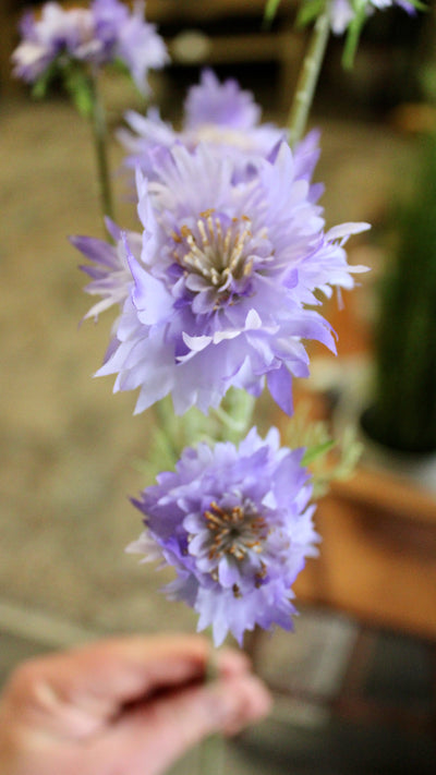 Purple Cornflower Stem