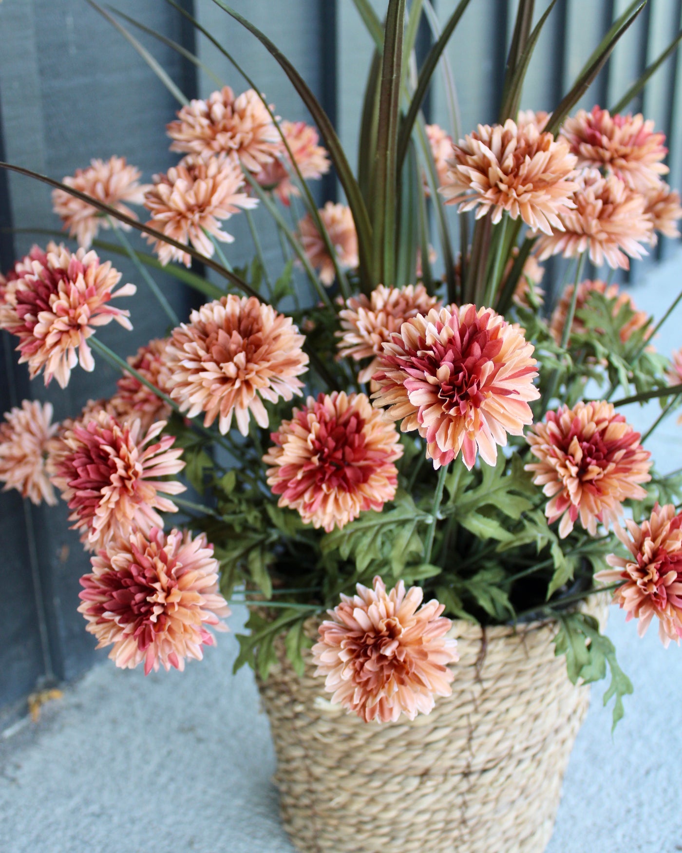 Apricot Mum “Drop-In”