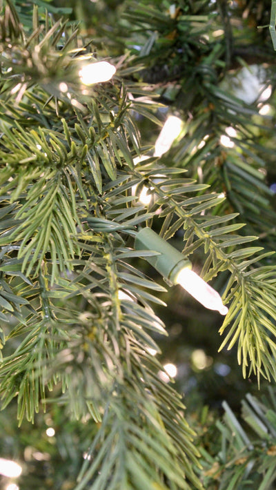 9' Fall River Spruce Tree