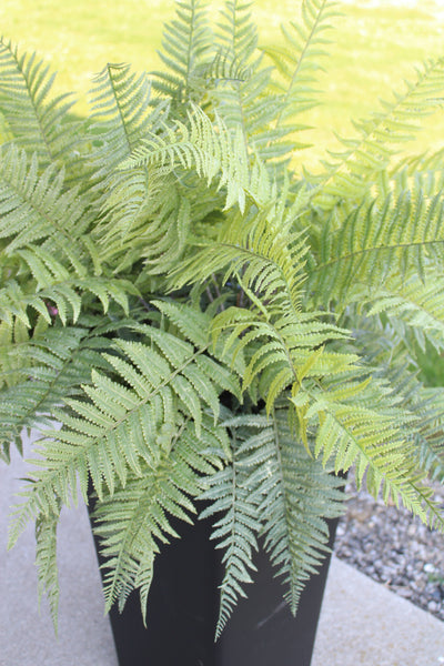 Frosted Lady Fern Bush