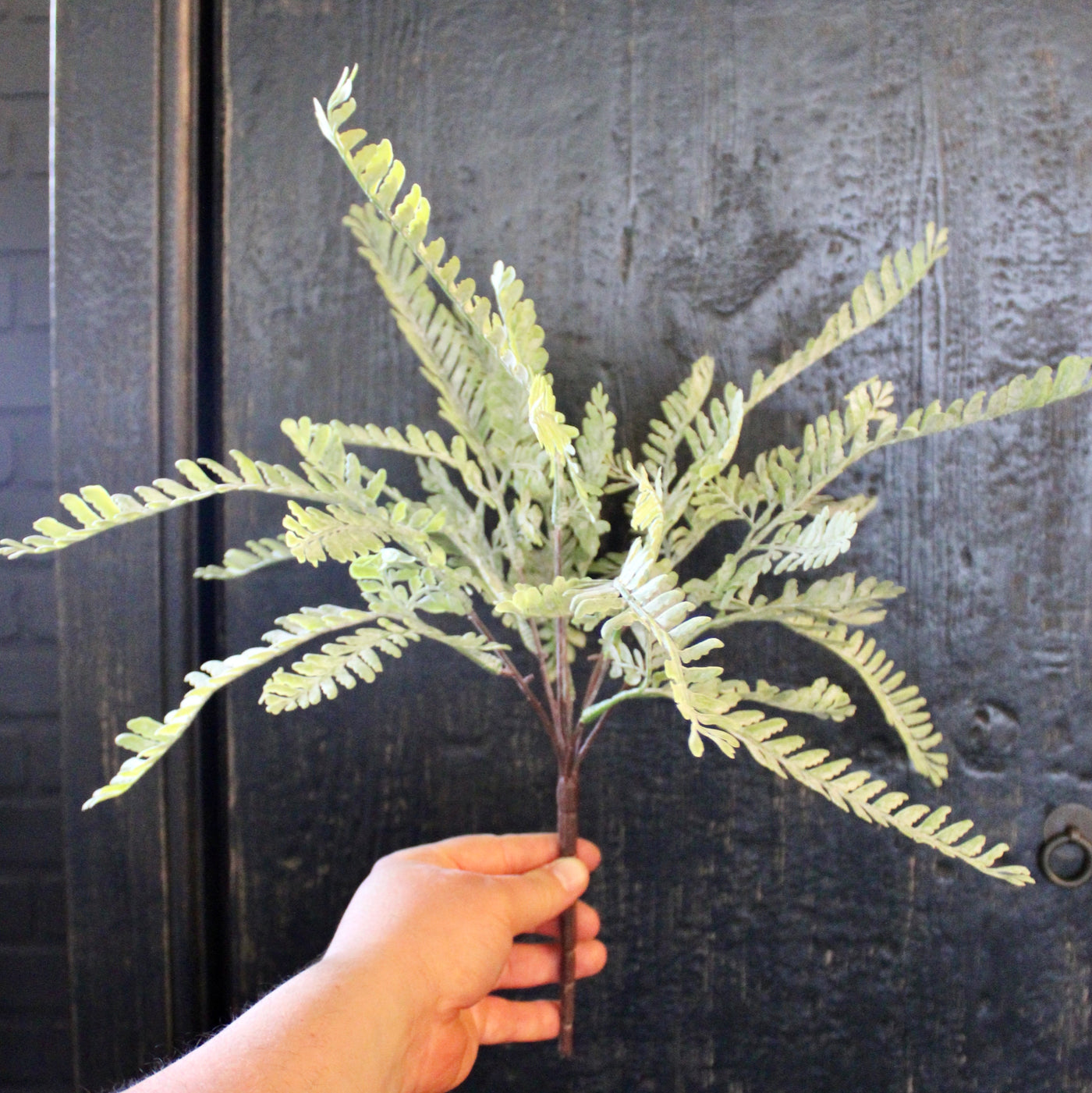 Frosted Fern Bush
