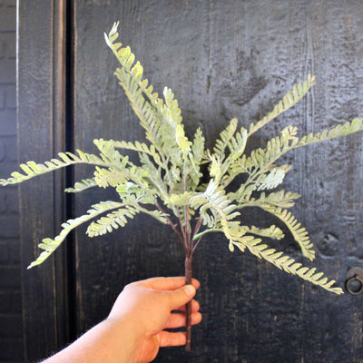 Frosted Fern Bush