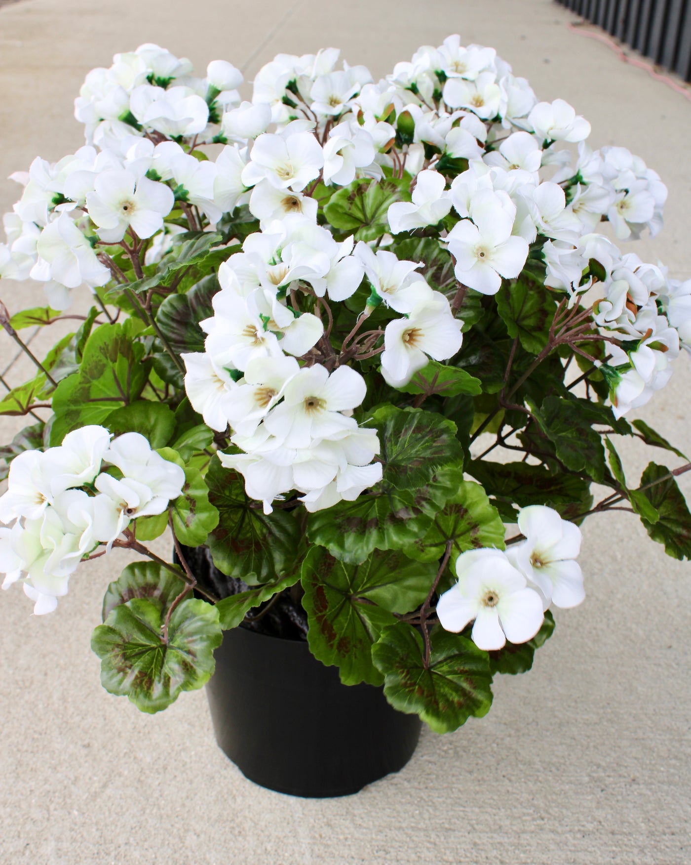 Geranium Drop-In White