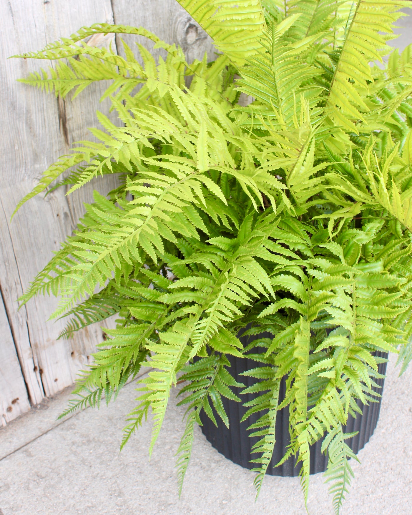 Lady Fern Drop-In