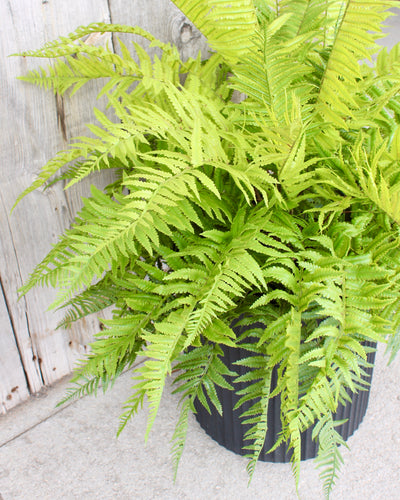 Lady Fern Drop-In